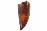 Serrated, Raptor Tooth - Exceptional Specimen #101806-1
